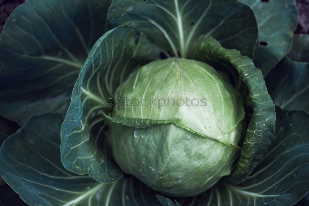 Similar – Cabbage 2 Leaf