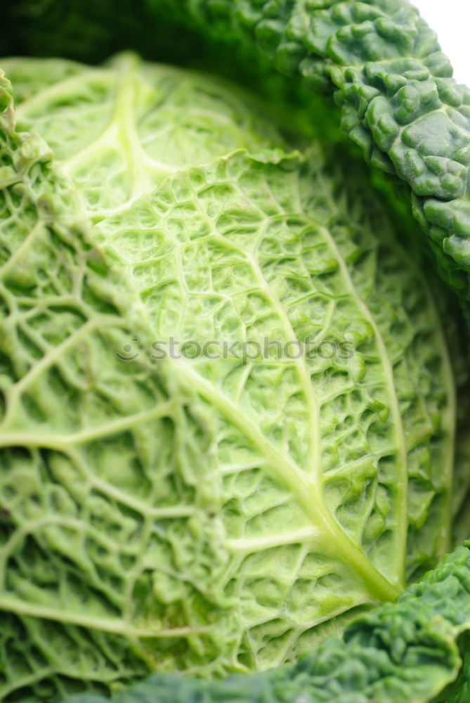 Similar – Image, Stock Photo savoy cabbage Food