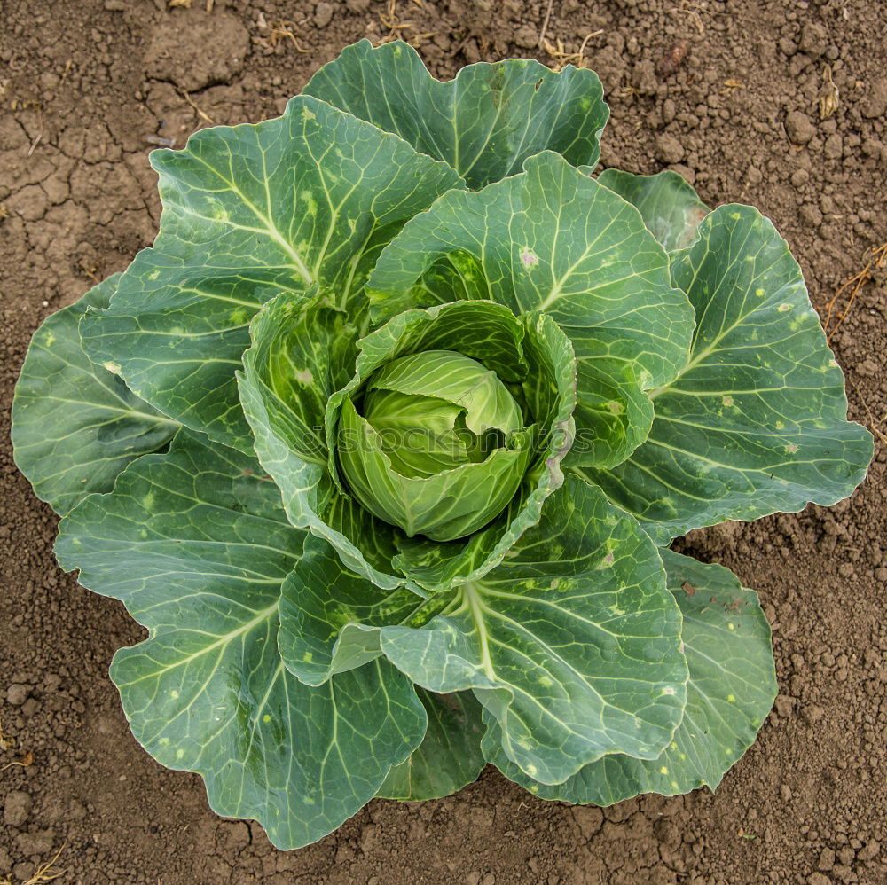 Similar – salad Lettuce