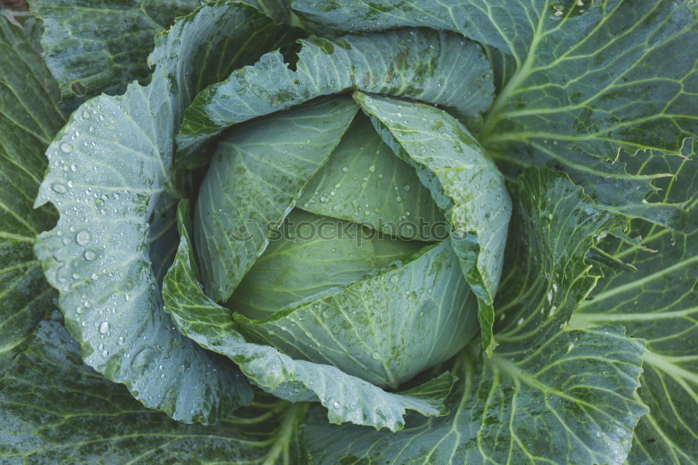 Similar – Image, Stock Photo savoy cabbage Food