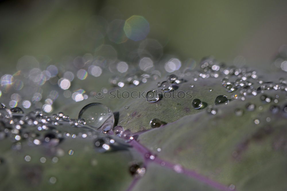 Image, Stock Photo Liquid Silver Leaf Green