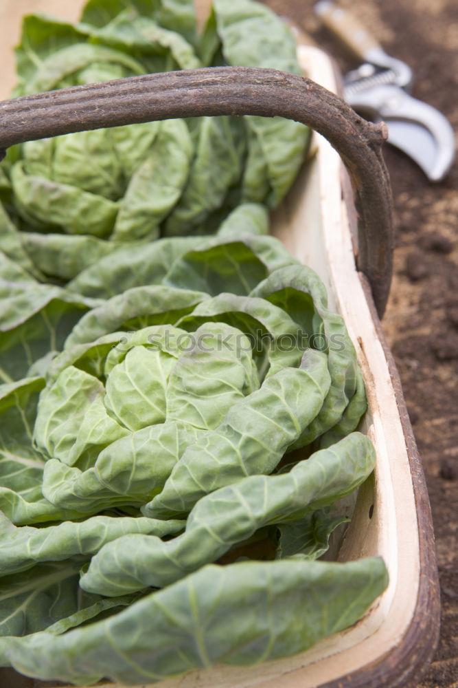 Similar – Image, Stock Photo Prepare chard Food