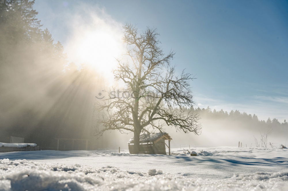 Similar – Image, Stock Photo Winter forest against the light Harz III