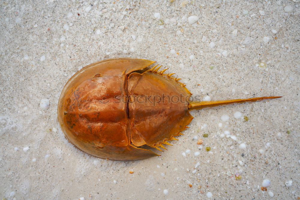 Similar – Image, Stock Photo Beach Can 2 Tin Trash