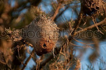 Similar – Image, Stock Photo Blackbirds-bird-chicks-necks-bird-duo-hungry-bird-chicks_MG_2087