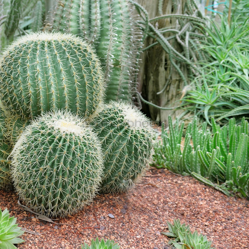 Similar – Image, Stock Photo Sempervivum plants on a field