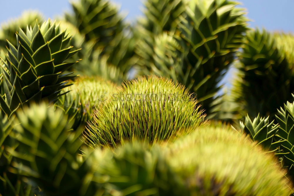 Similar – Foto Bild Zapfen grün Baum