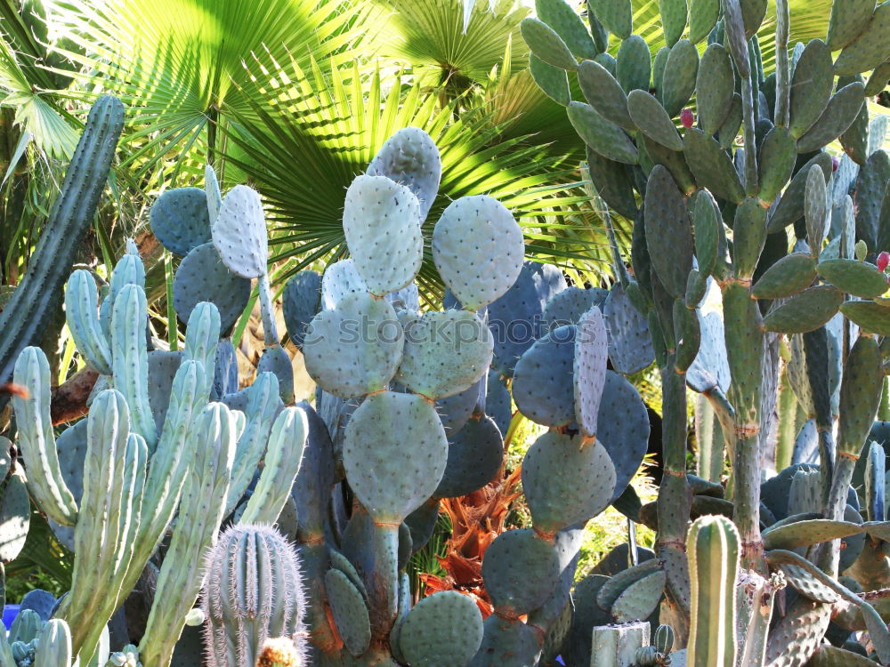 Similar – cactus groves Cactus Green