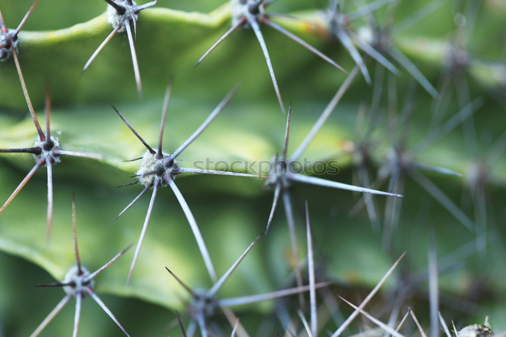 Similar – Image, Stock Photo Get me out of here.