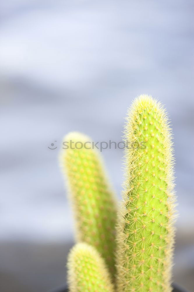 Similar – Image, Stock Photo green stuff Green Fresh