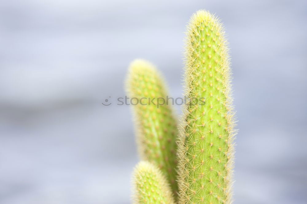 Similar – Image, Stock Photo green stuff Green Fresh