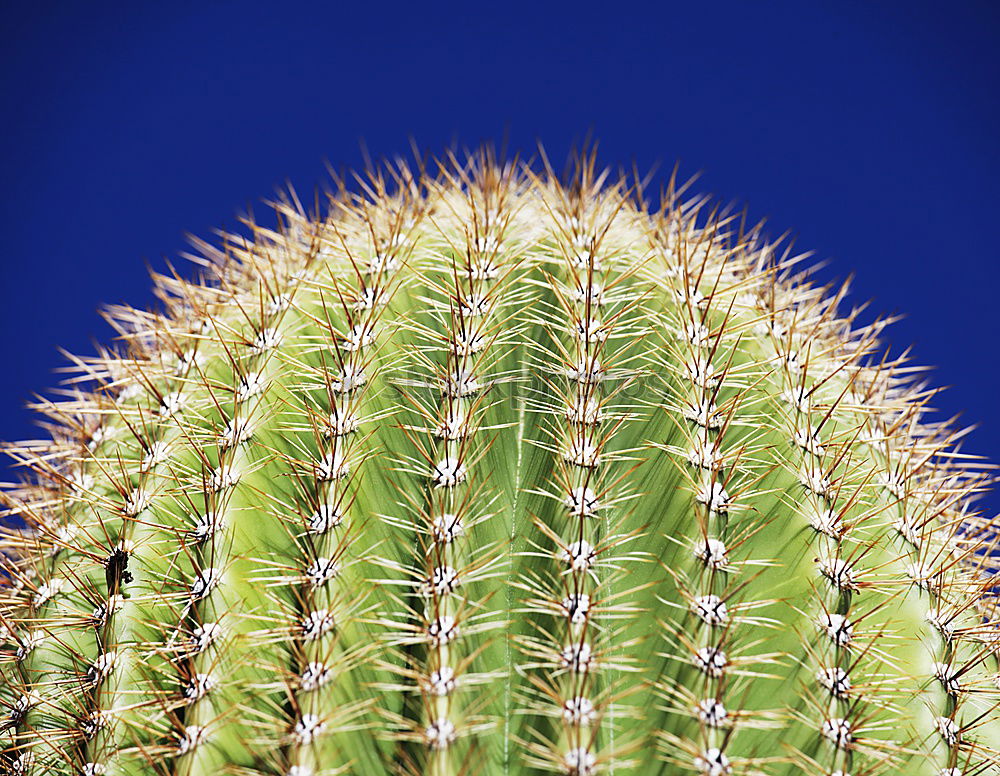 Similar – Image, Stock Photo charisma Cactus Plant