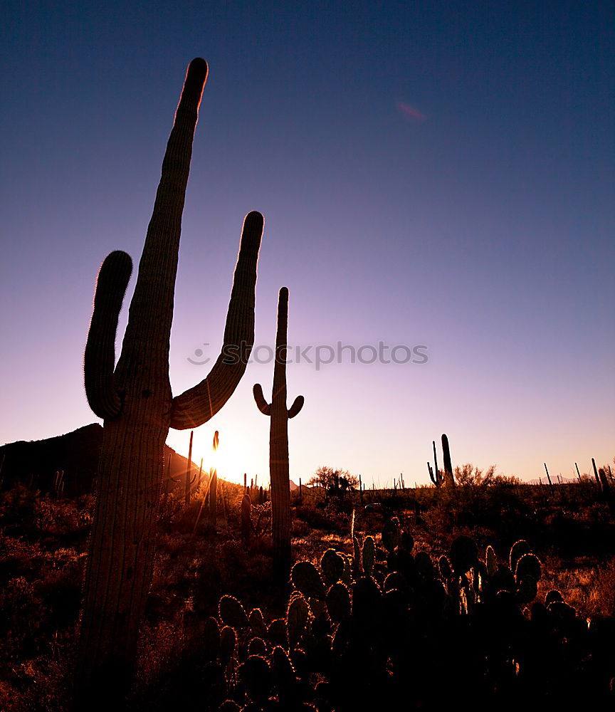 Image, Stock Photo Wild West and howling coyotes