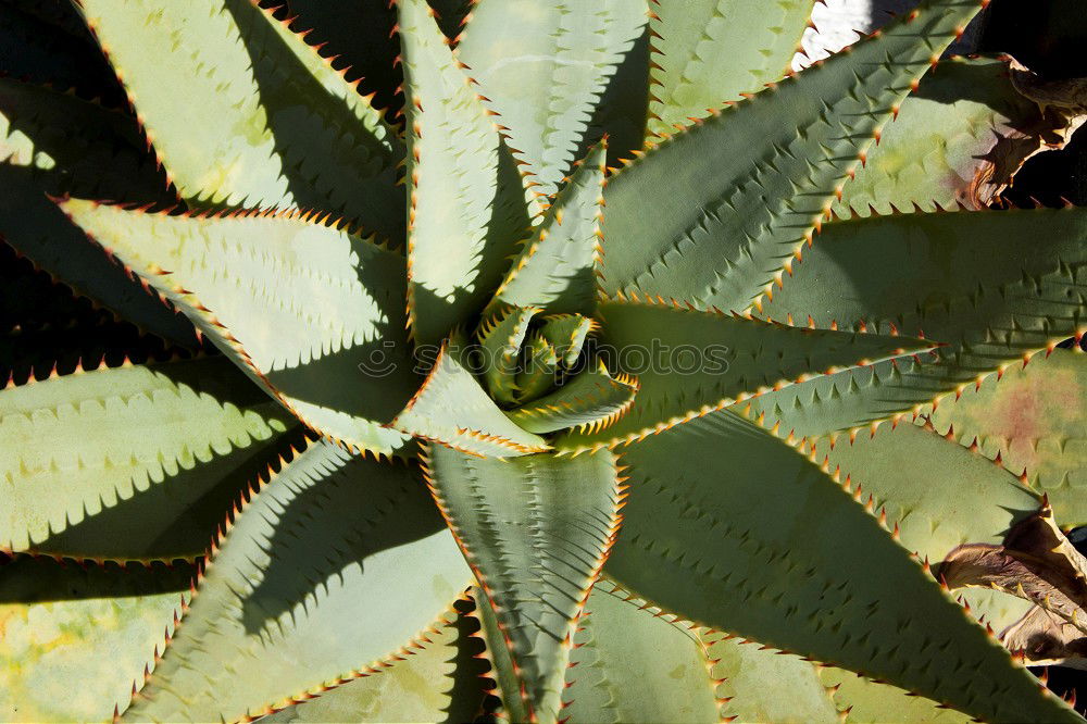 cactus groves Cactus Green