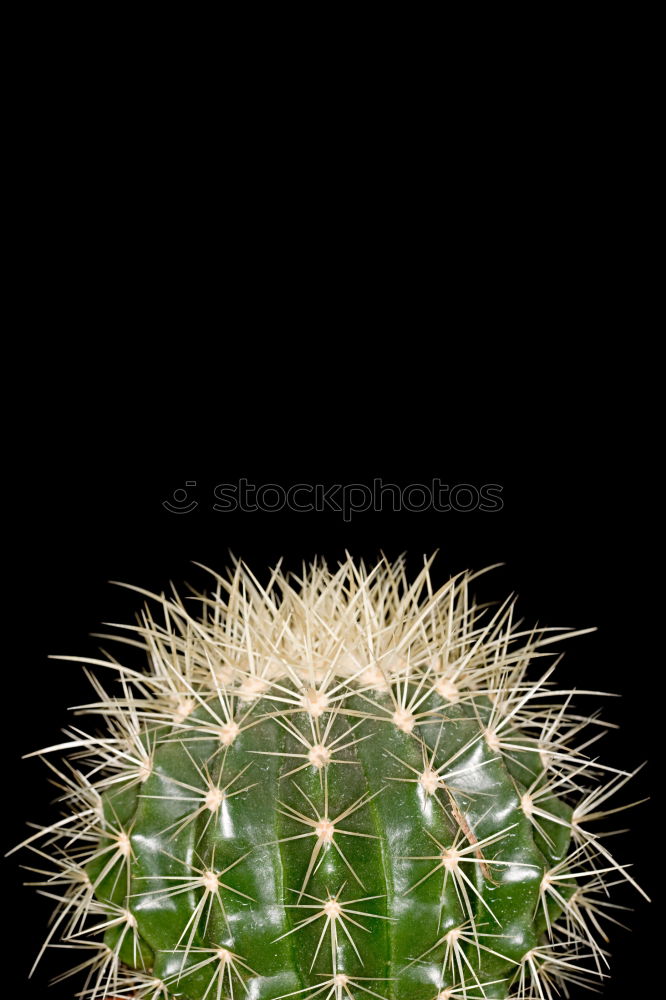 cactus Cactus Green Thorny