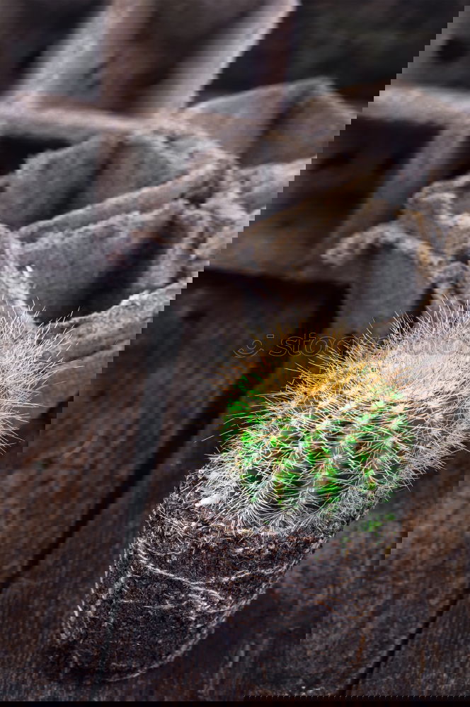 Similar – Image, Stock Photo For Ulli Cactus Song
