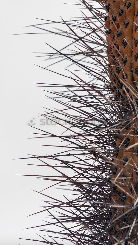 Similar – Image, Stock Photo prickly & SPITZ Toothpick