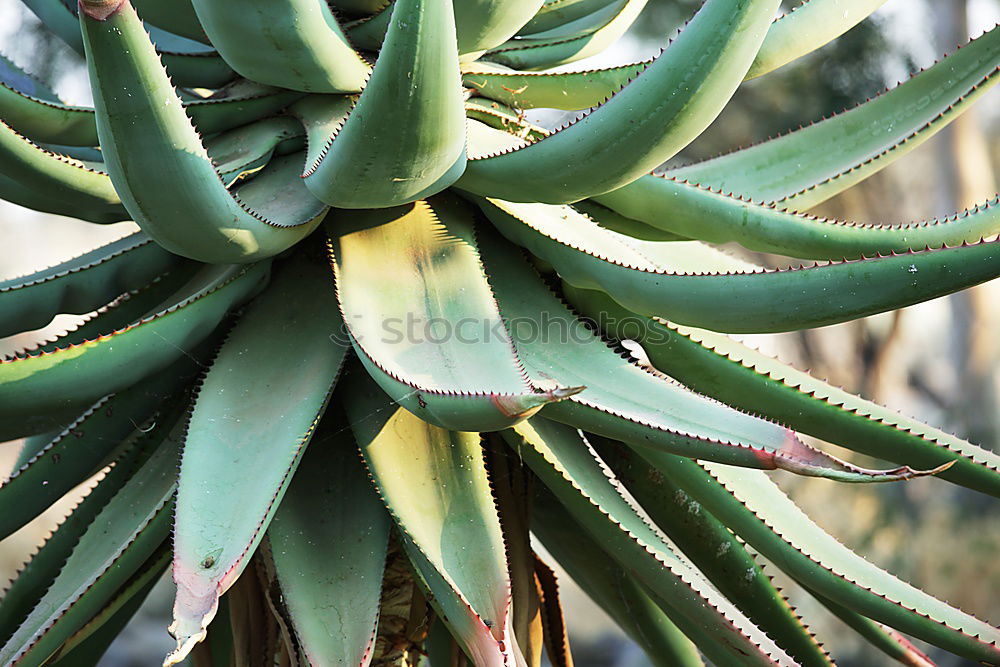 Similar – cactus groves Cactus Green