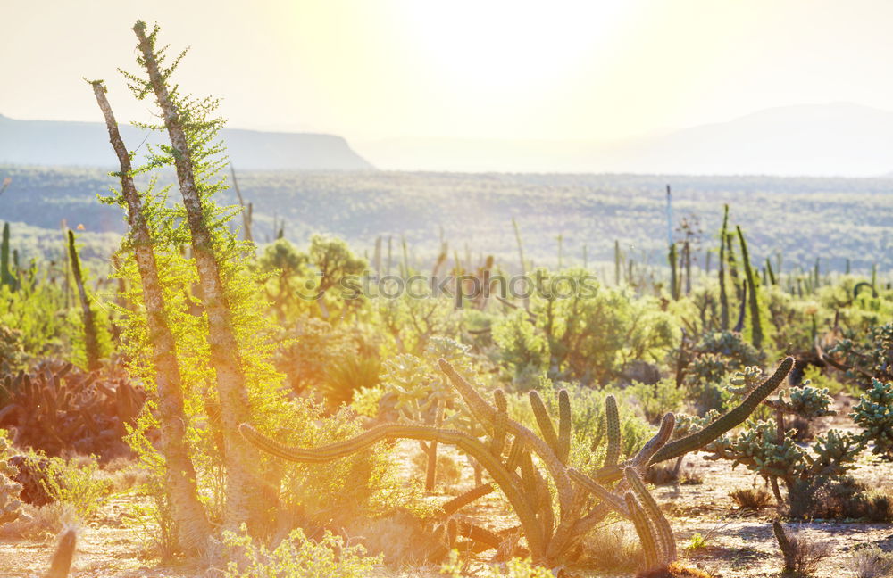 Similar – Cactus Garden