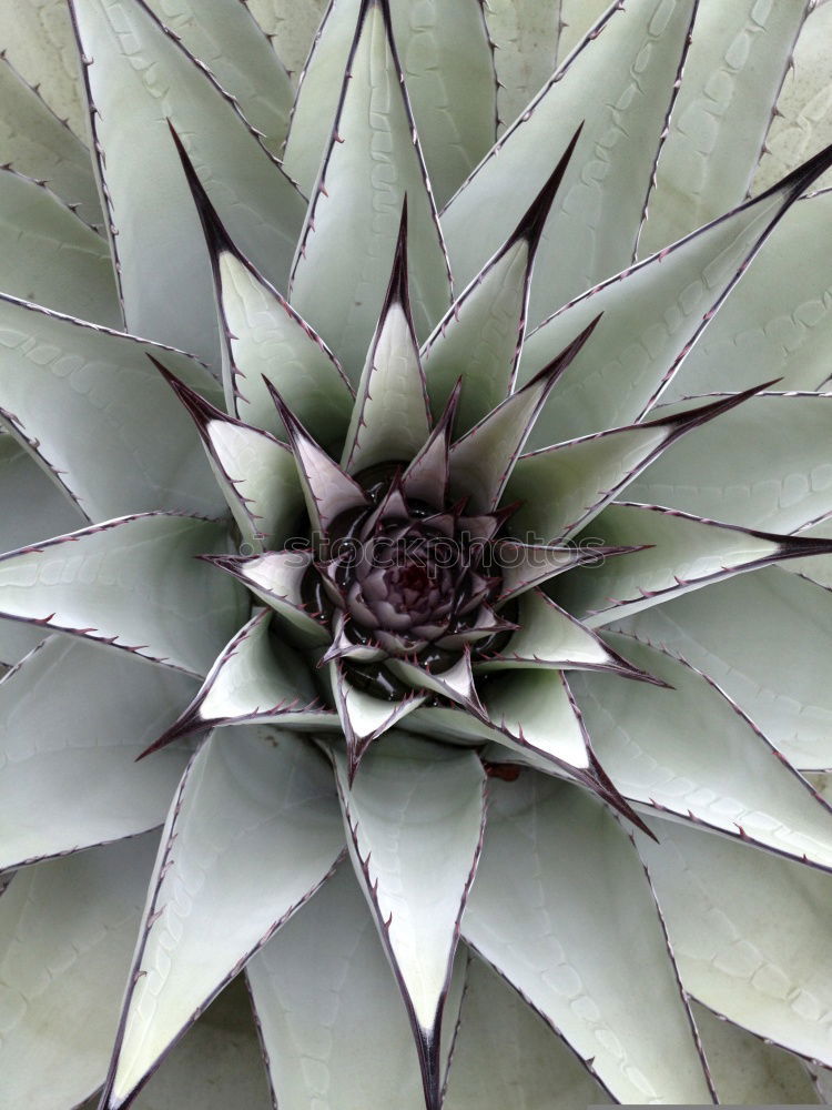 Similar – Artichoke structure