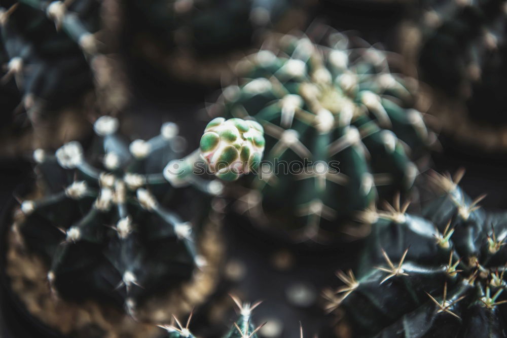 Similar – Image, Stock Photo urban gardening tomato cultivation