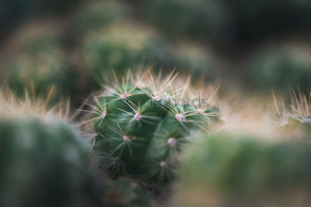 Similar – cactus Cactus Green Plant