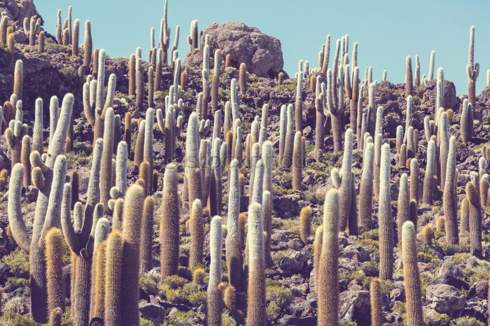 Similar – Cacti and salt lake