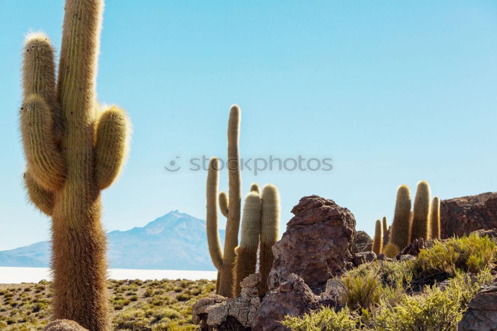 Similar – Cactus Garden