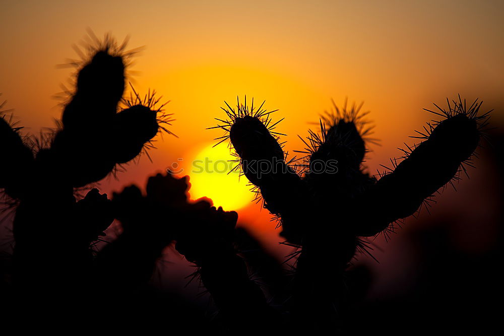 Similar – Image, Stock Photo Wild West and howling coyotes