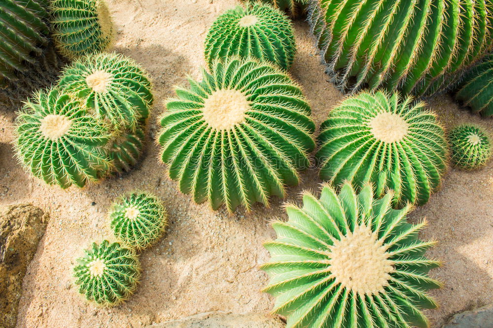 Similar – Image, Stock Photo Sempervivum plants on a field