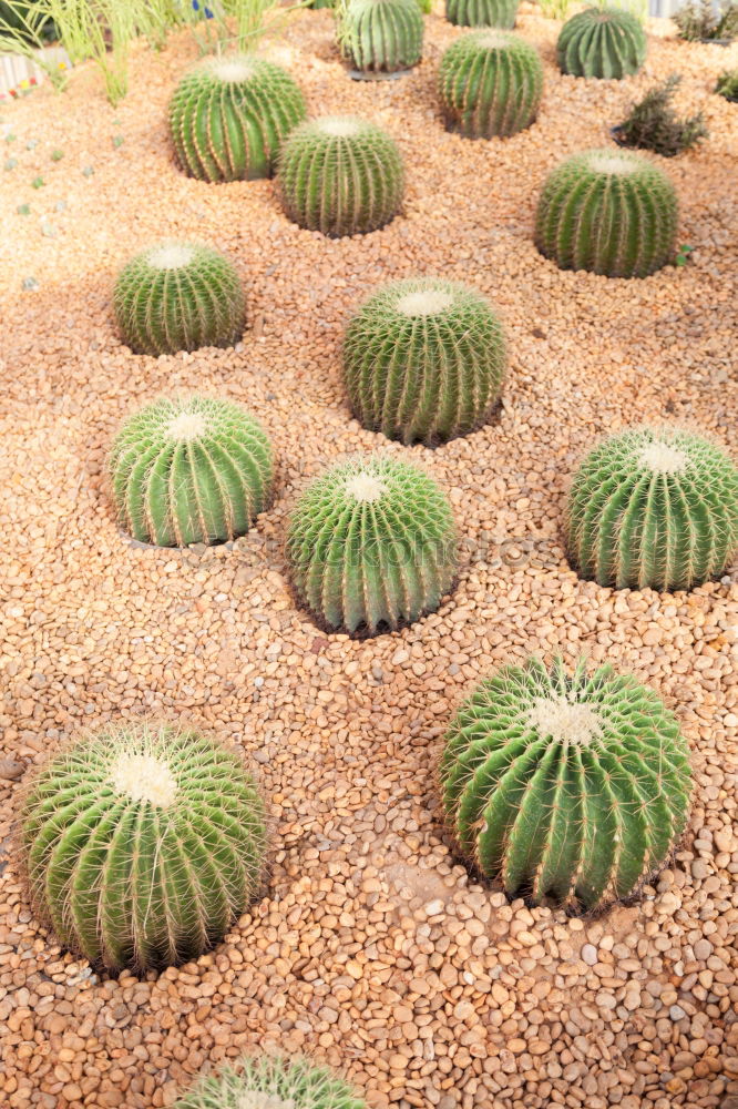 Similar – spiked parade Cactus Green