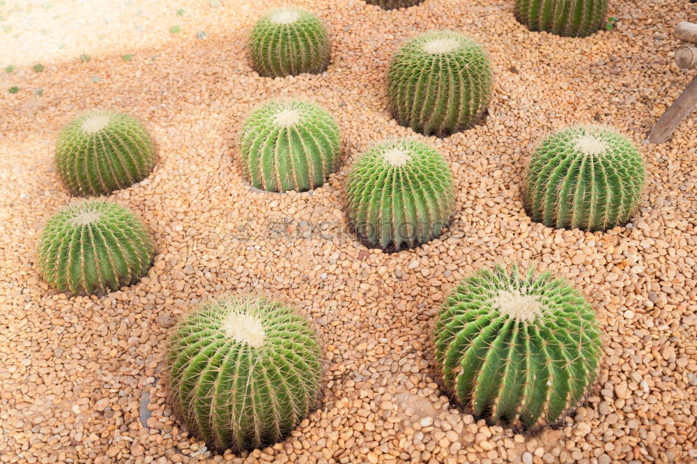 Similar – spiked parade Cactus Green