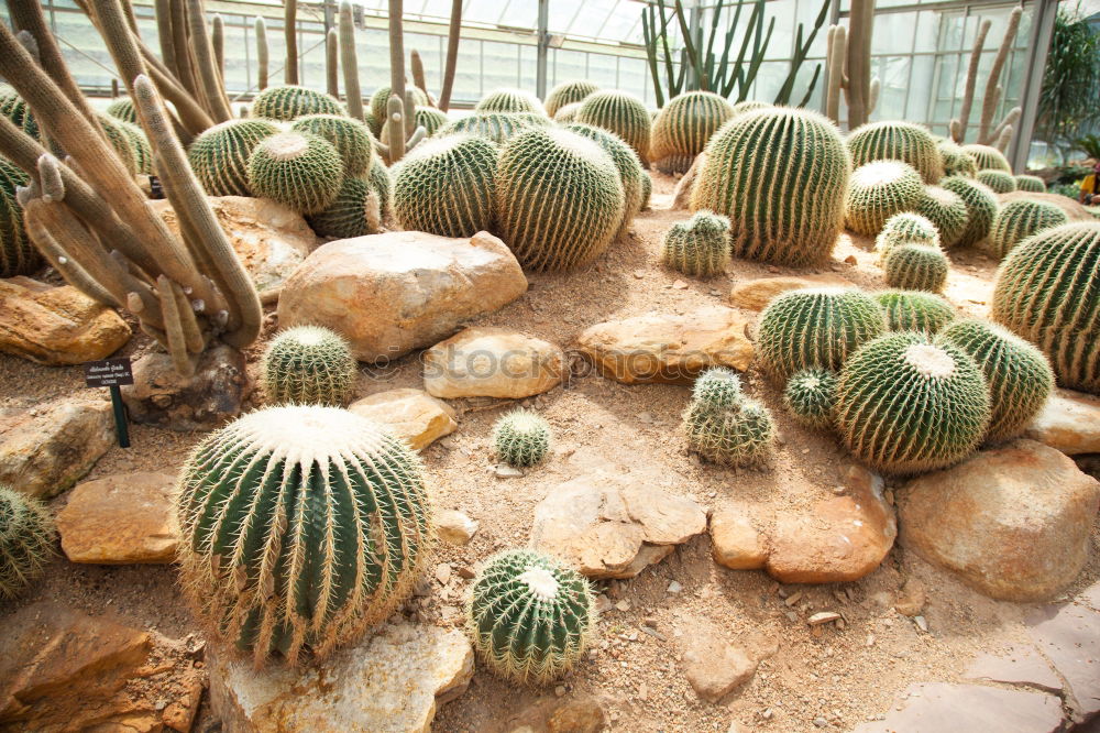 Similar – spiked parade Cactus Green