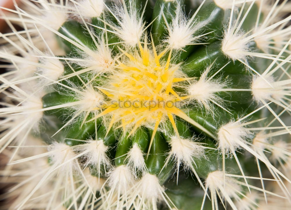 Similar – Image, Stock Photo green urchin