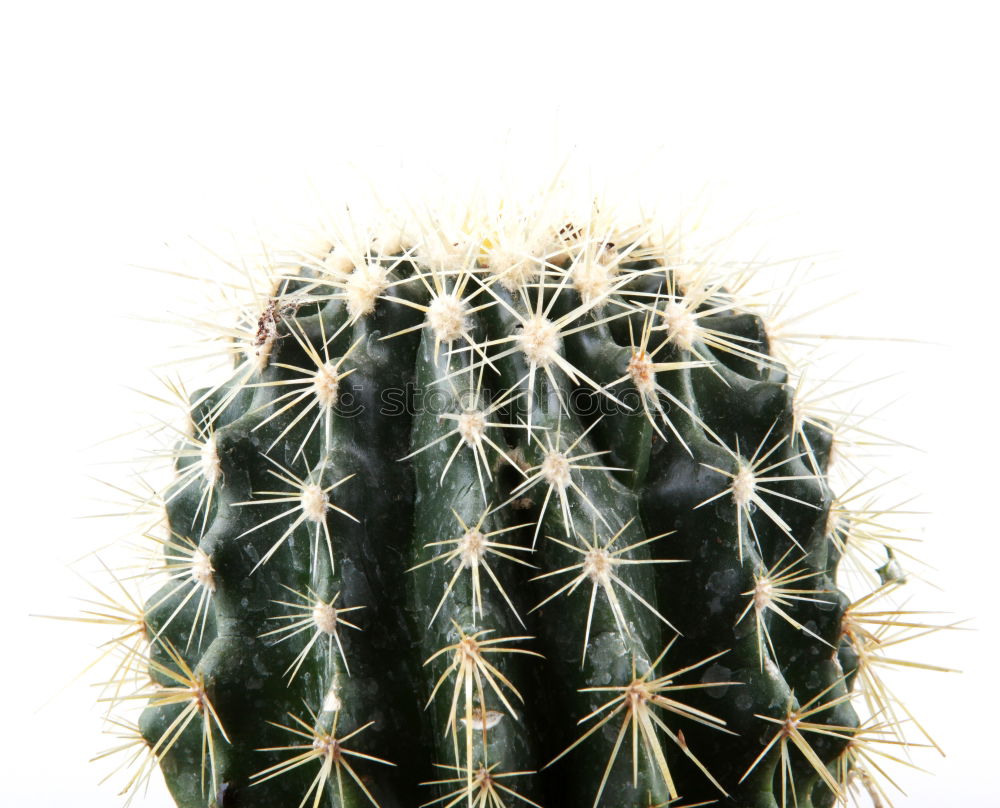 Similar – spiked parade Cactus Green