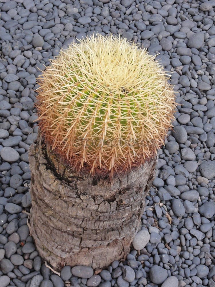 Similar – Image, Stock Photo My little green cactus