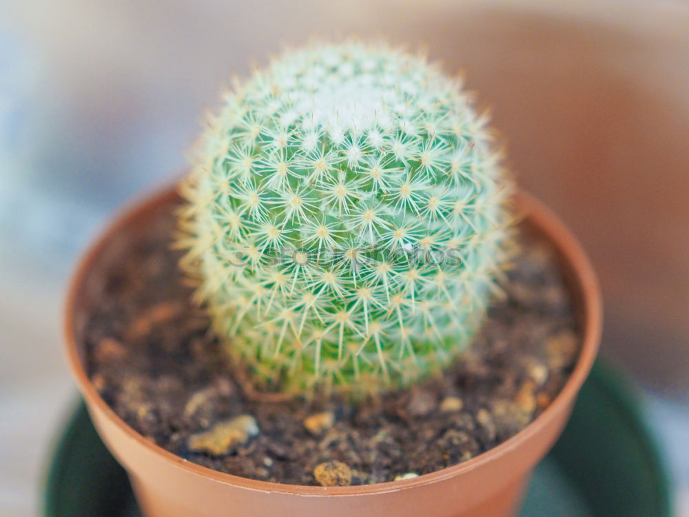 Similar – Image, Stock Photo cactus Cactus Plant