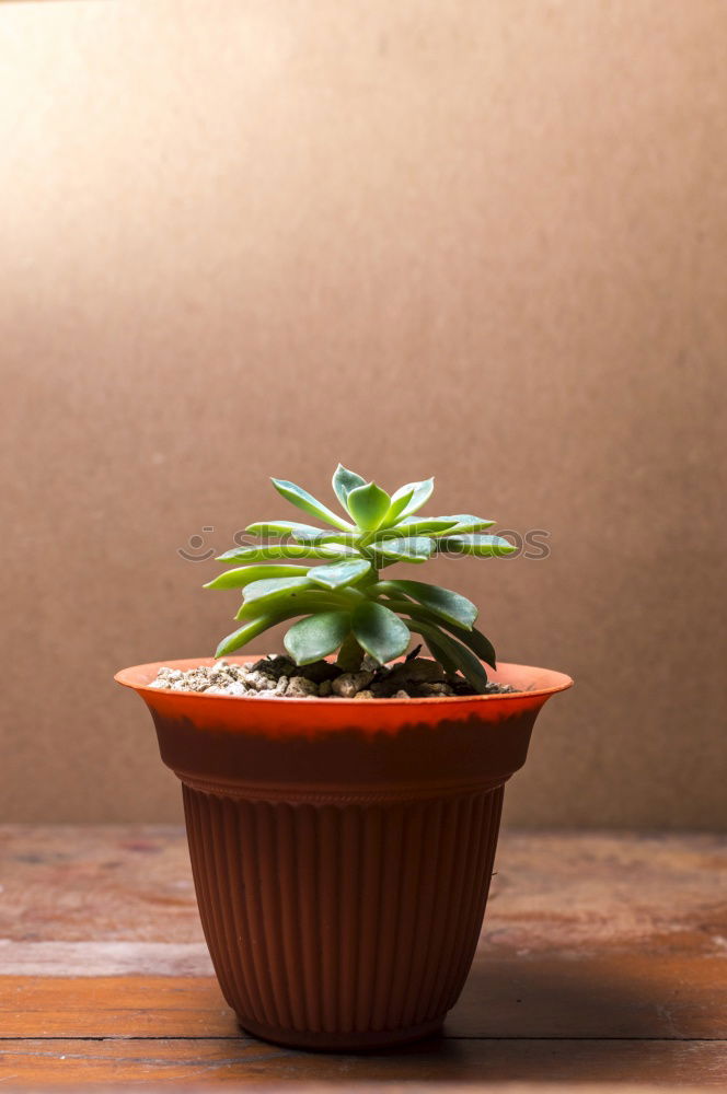 Image, Stock Photo cactus as houseplant with hanging leaves in a pot on the shelf at home