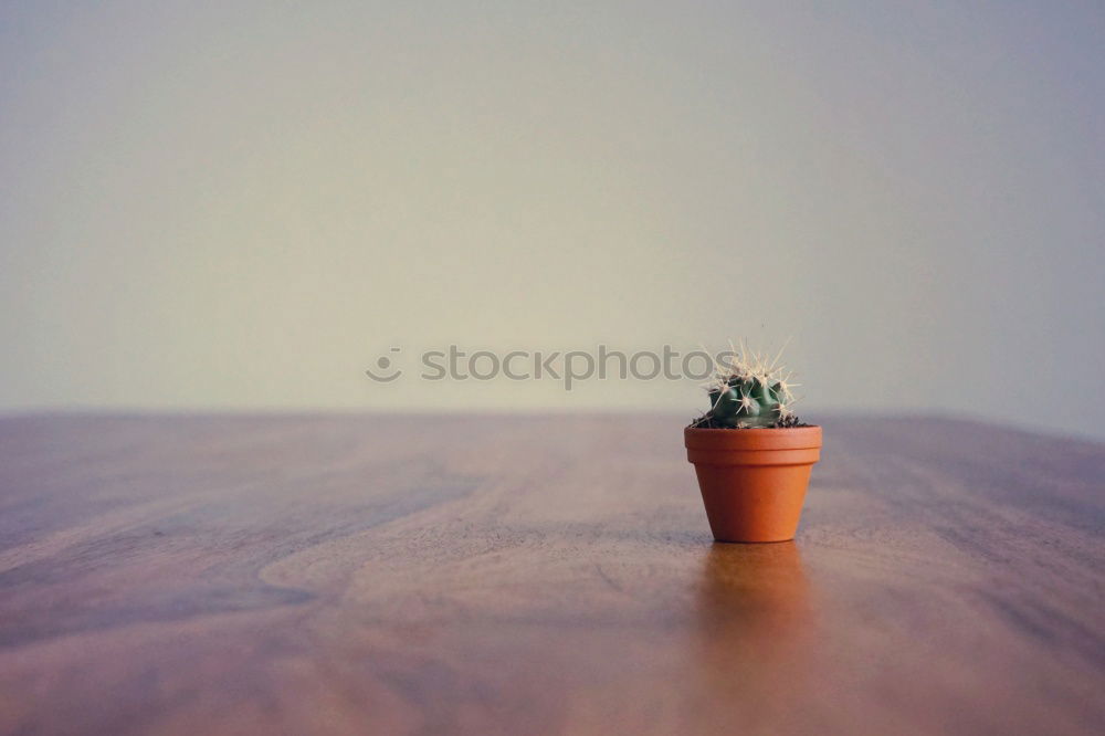 Similar – Image, Stock Photo For Ulli Cactus Song