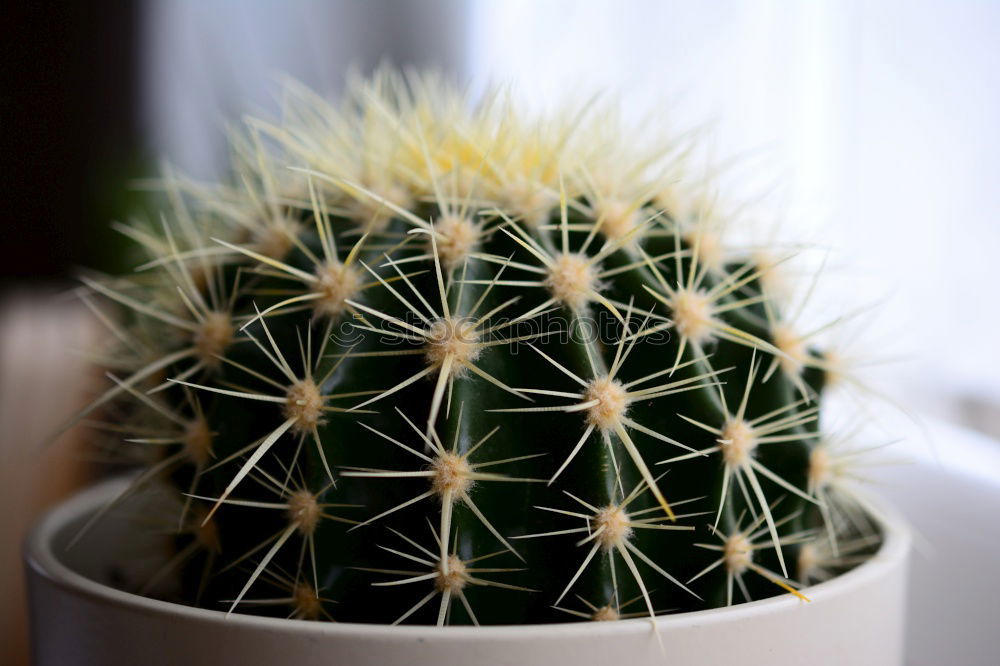 Similar – Image, Stock Photo For Ulli Cactus Song