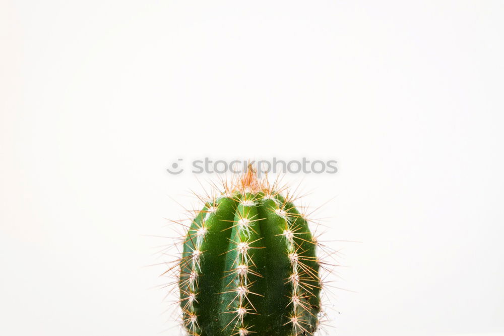 Similar – cactus Cactus Green Plant