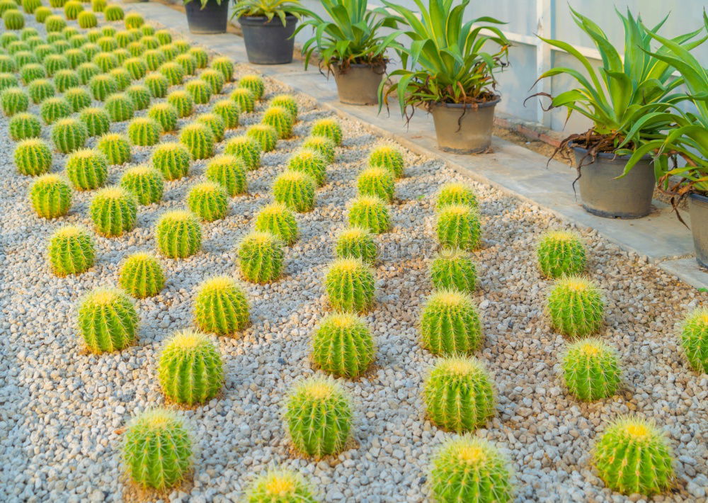 Similar – spiked parade Cactus Green