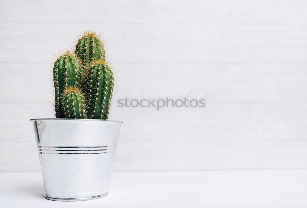 Similar – Aloe Vera plant in flower pot