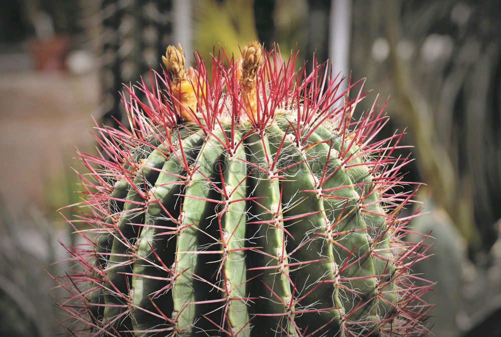 Similar – cactus Cactus Green Plant