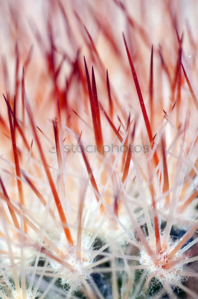 Similar – Image, Stock Photo autumn colours Environment