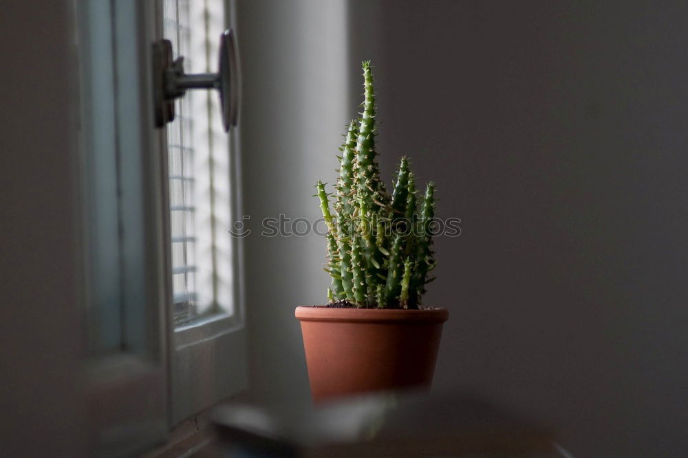 Similar – Image, Stock Photo cactus as houseplant with hanging leaves in a pot on the shelf at home