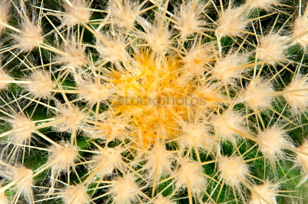 Similar – cactus Cactus Green Thorny