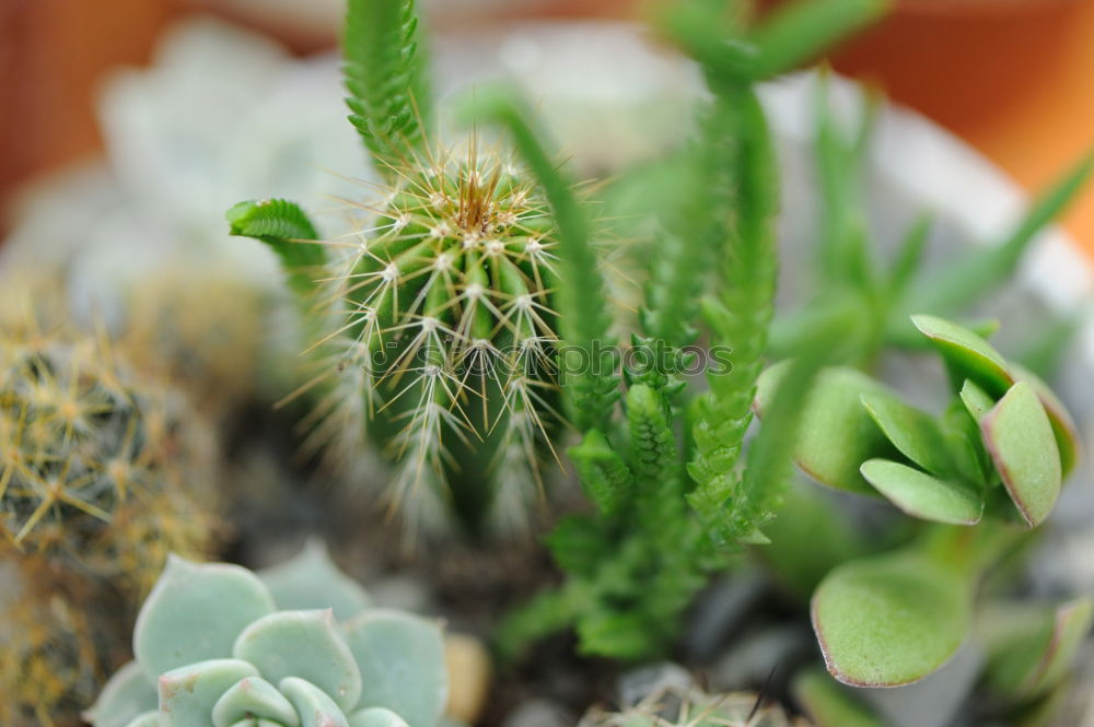 Similar – Image, Stock Photo cactus Cactus Plant