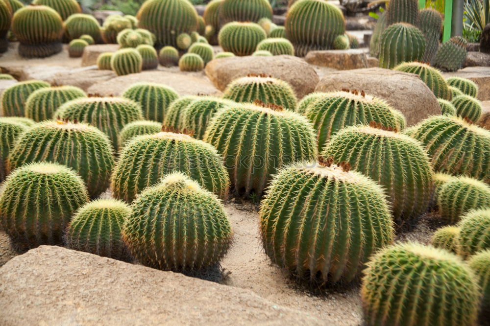 spiked parade Cactus Green