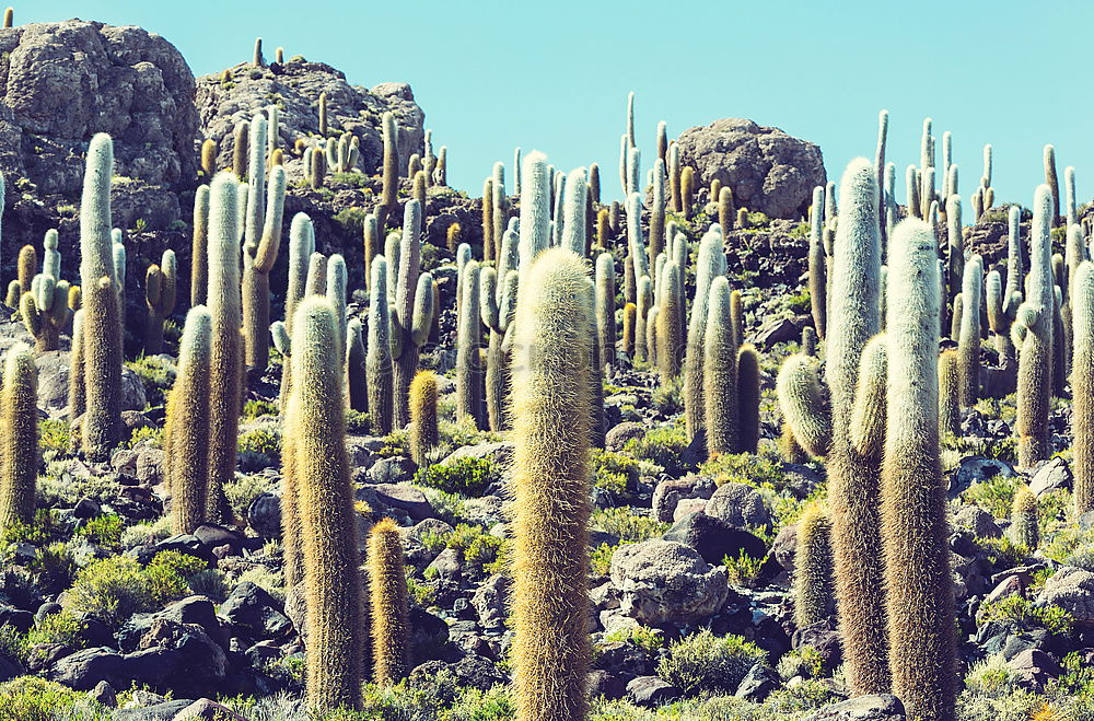 Similar – Cacti and salt lake